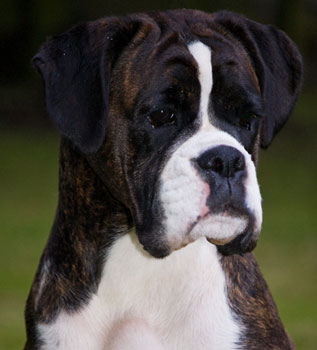Boxer dog hot sale crufts