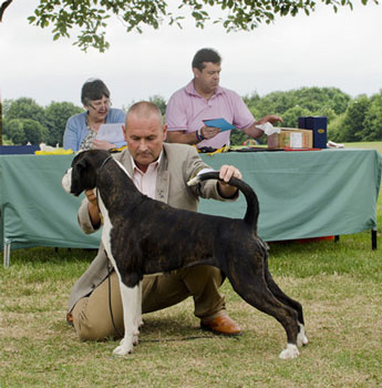 RICHMOND CHAMPIONSHIP DOG SHOW